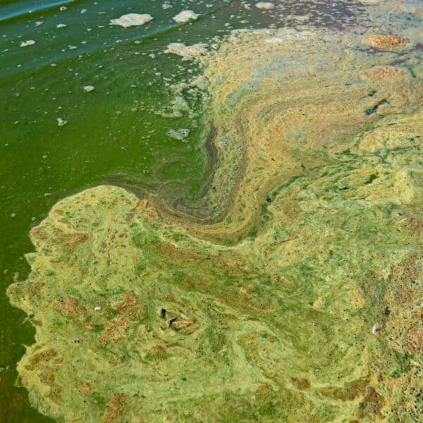 CDC Advierten el Peligro de las floraciones de Algas Tóxicas