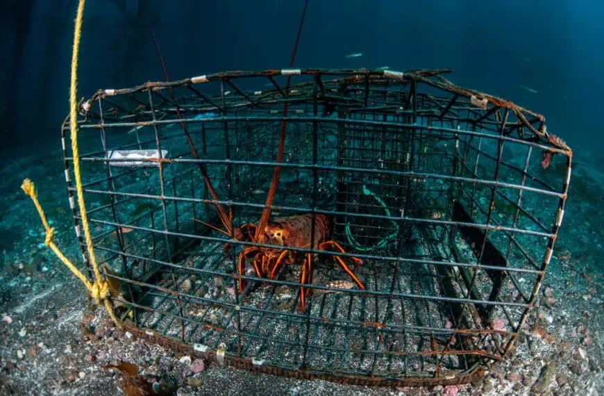 Medidas de Seguridad Para la Mini Temporada de Pesca de Langosta en la Florida