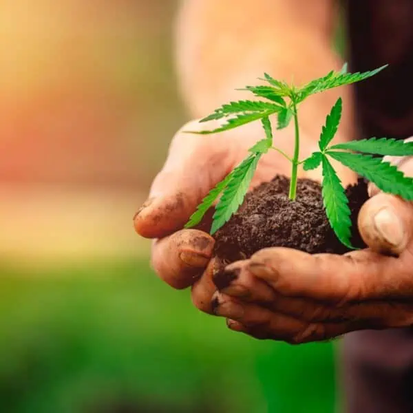 Regulaciones para el Cultivo Posesión y Usod e Marihuana en Minnesota