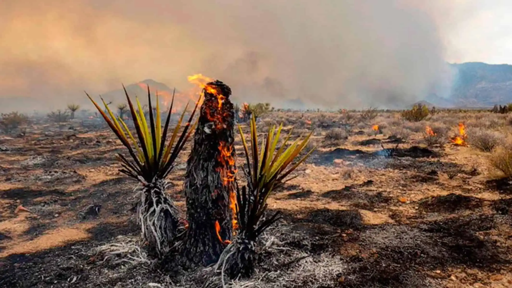 Población de Árboles de Josué Severamente Danada Tras Incendio Forestal en la Reserva Nacional de Mojave