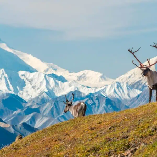 Nuevas Medidas Gubernamentales Para la Protección del Refugio Nacional de Vida Silvestre de Alaska