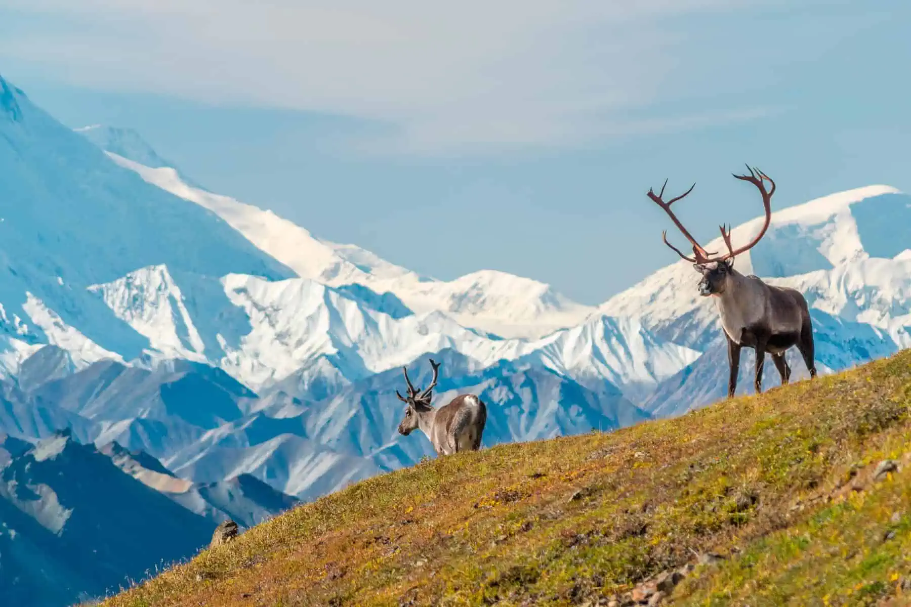 Nuevas Medidas Gubernamentales Para la Protección del Refugio Nacional de Vida Silvestre de Alaska